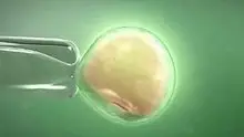 试管婴儿移植6天测不到是没着床吗？